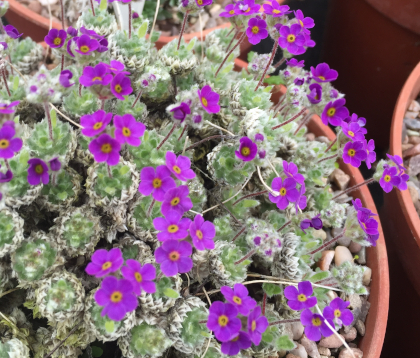 Androsace villosa jacquemontii 'Lilac' 